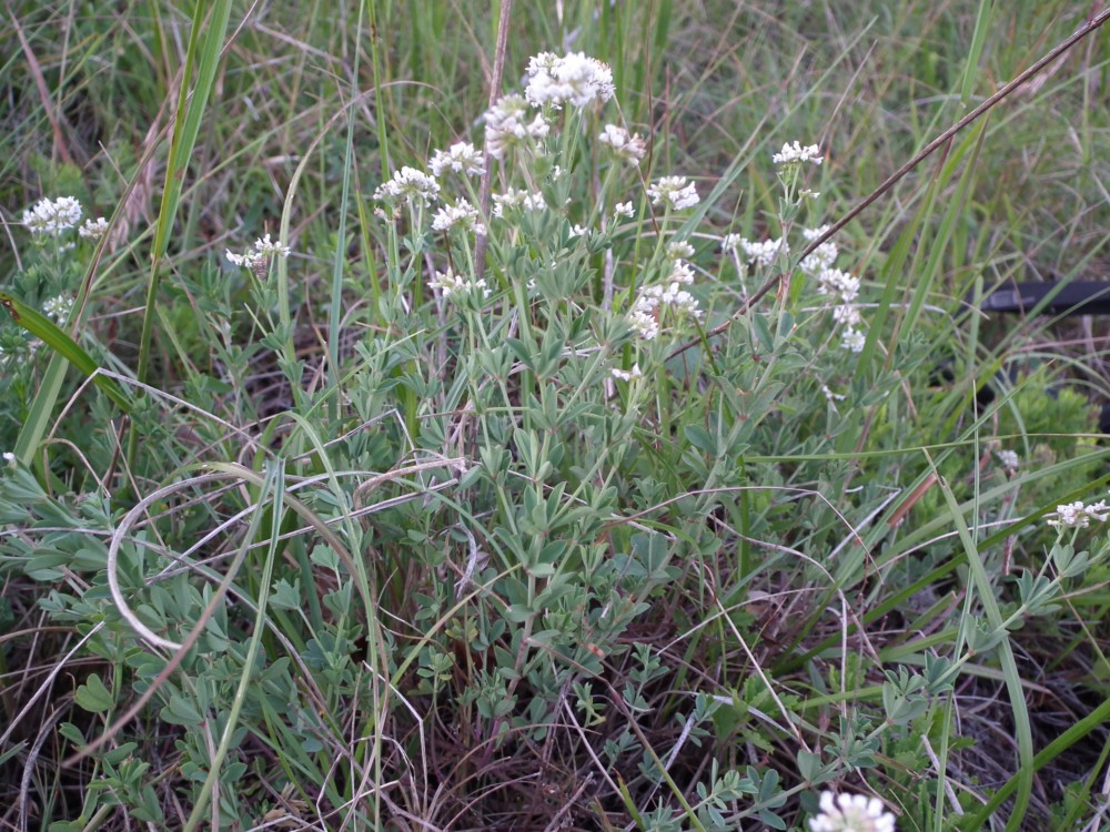 Dorycnium pentaphyllum (=Lotus dorycnium)